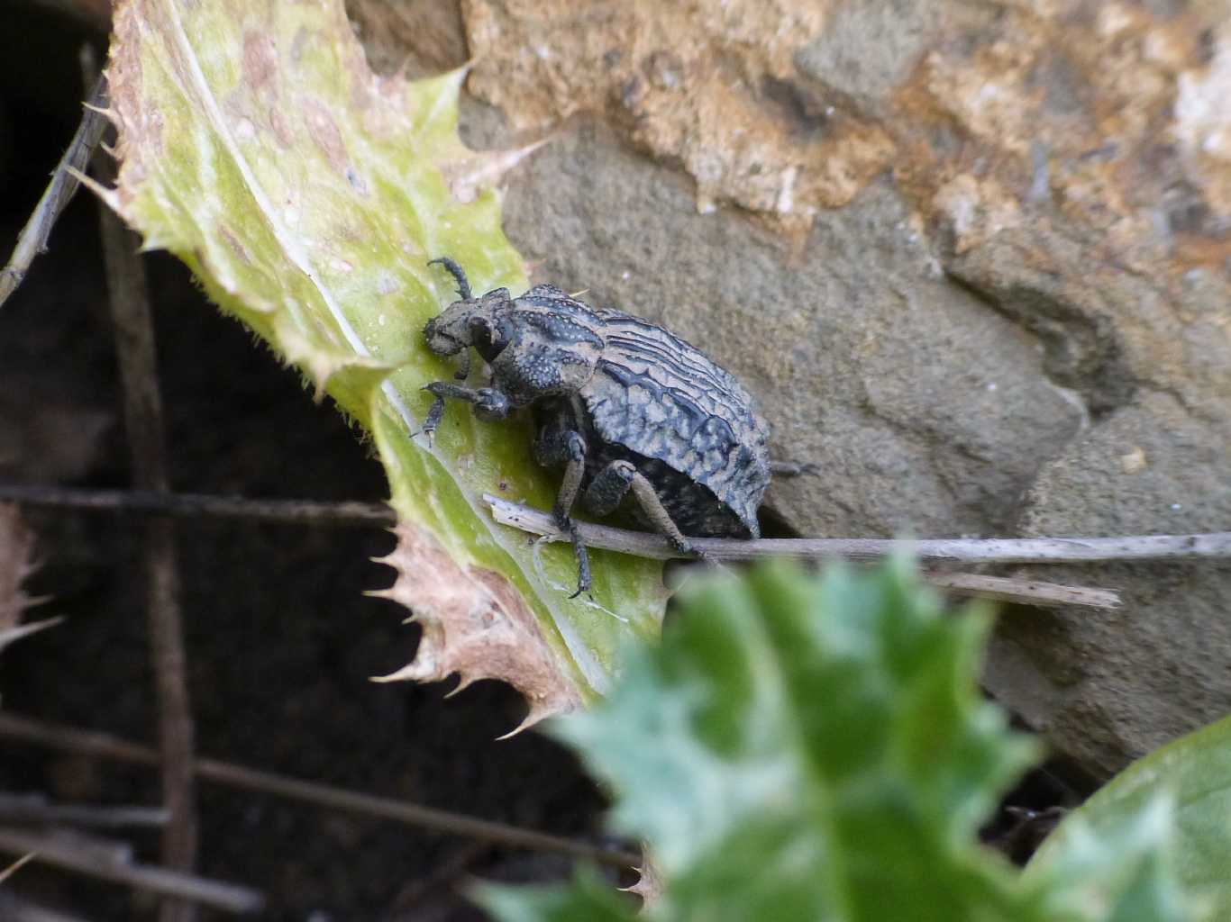 Brachycerus undatus
